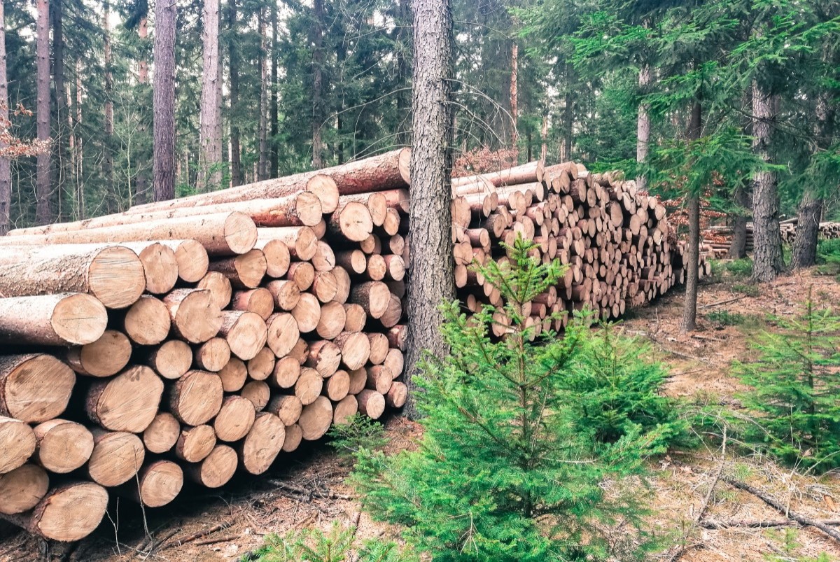 Cần tìm giải pháp để nắm rõ được nguồn gốc của gỗ
